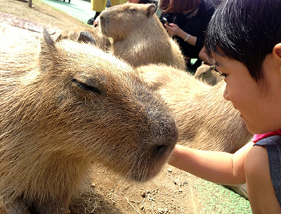 20150921-kapibara